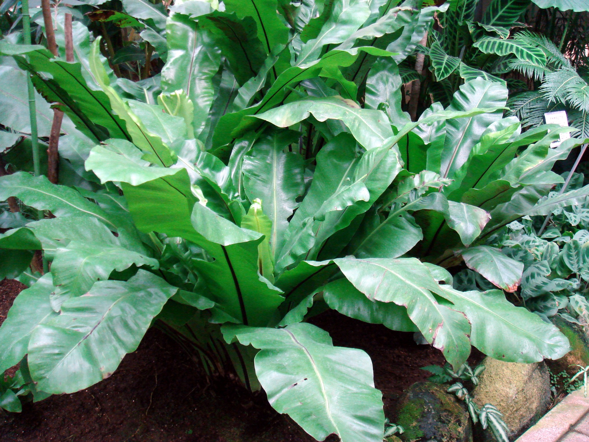 Asplenium nidus L.